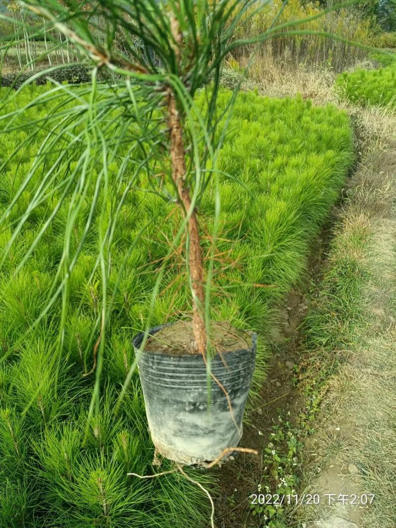 湿地松，湿地松小苗，湿地松杯苗，九江湿地松基地