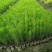 湿地松，湿地松小苗，湿地松杯苗，九江湿地松基地