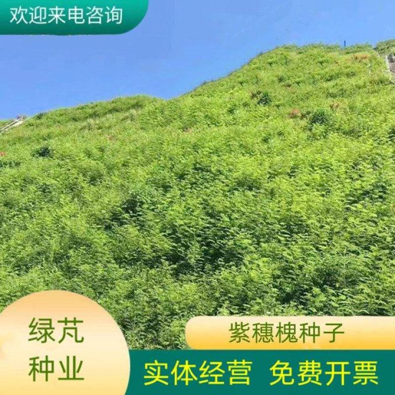 紫穗槐种子发芽率高实体经营质量保证全国发货
