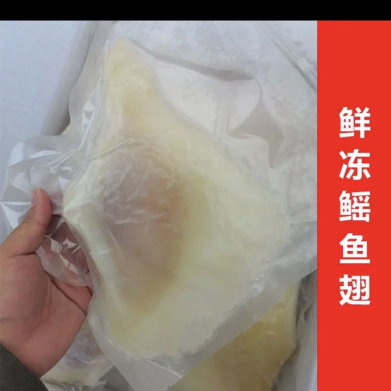 新鲜鳐鱼翅鳐鱼