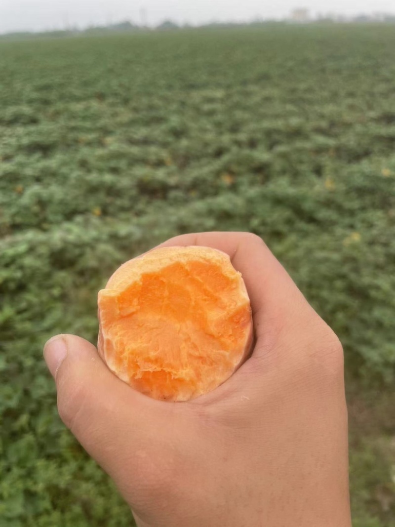 品质西瓜红产地直发广东西瓜红对接电商市场等