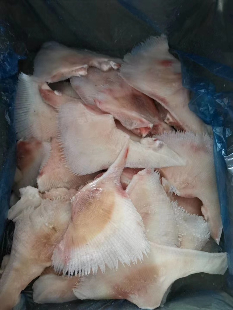 新鲜鳐鱼翅鳐鱼