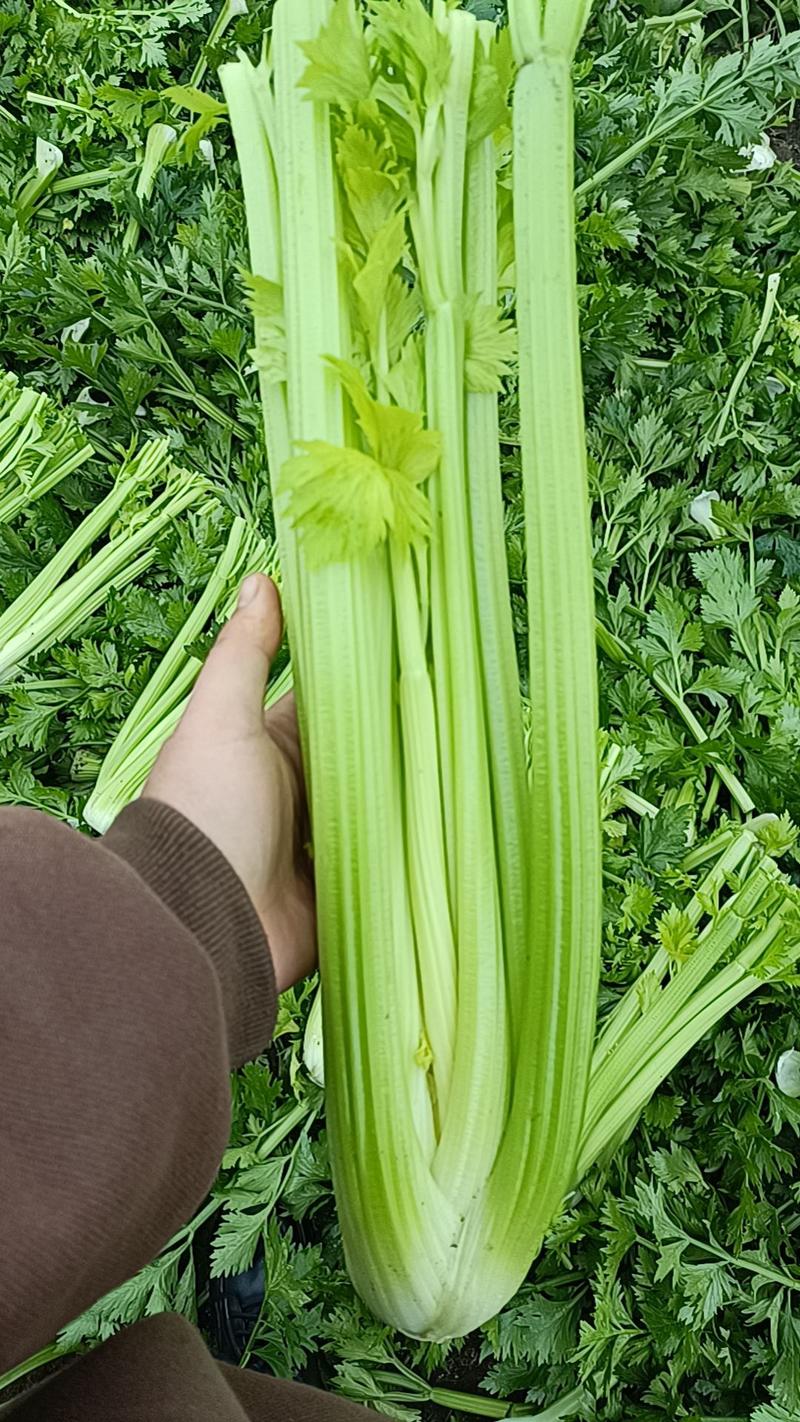 萧山大西芹、芹菜单棵1斤一2斤，精品西芹大量上市