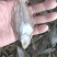 鲽鱼偏口鱼干，盐卤晒干的，价格便宜，一手货源。自己加工的