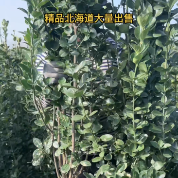 江苏北海道黄杨一手低价全国可发量大品种多规格齐全大小苗都有