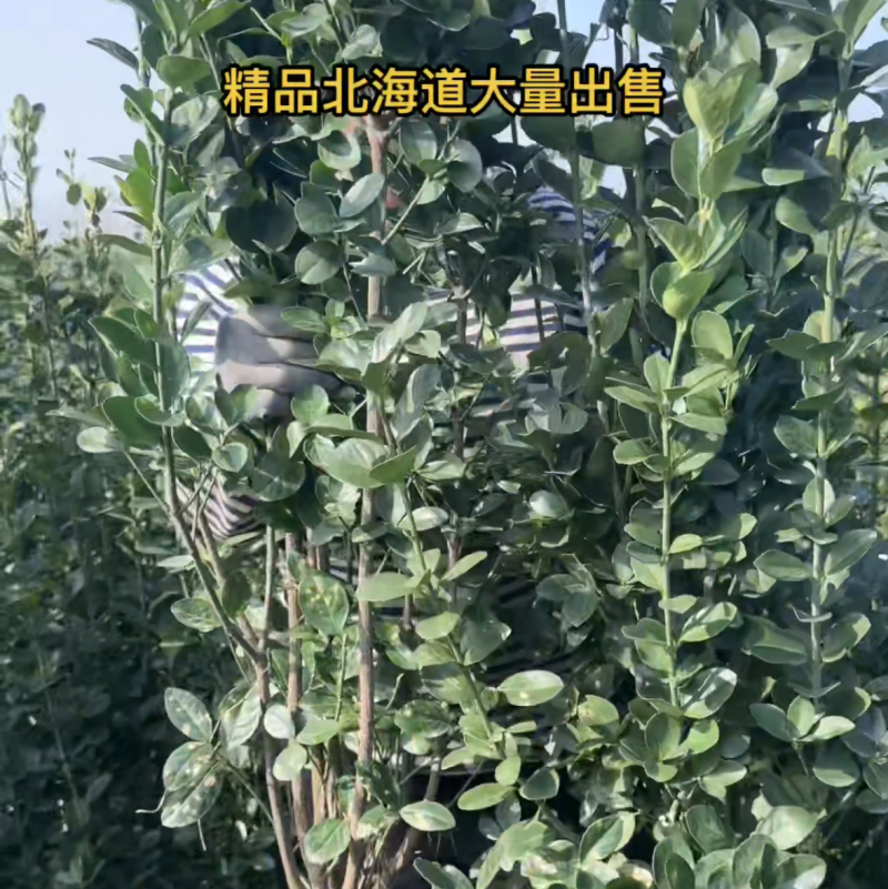 江苏北海道黄杨一手低价全国可发量大品种多规格齐全大小苗都有