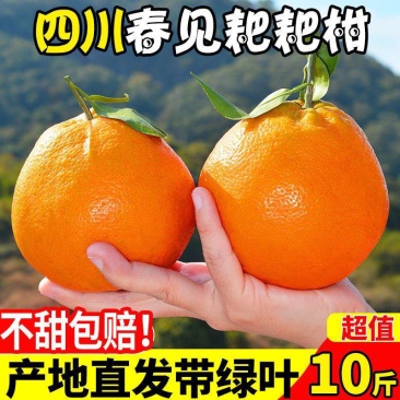 春见.耙耙柑/一件代发/电商/微商/直播平台/产地直供