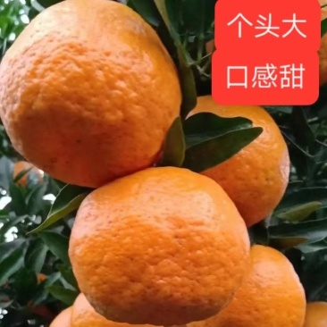 优质椪柑，电商果，商品果，精品果，产地大量现货