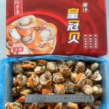 顺丰包邮4斤/箱31-40特级贻贝批发价包邮，可刺身
