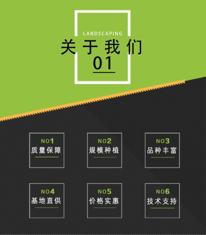 箭舌豌豆种子野豌豆，抑制杂草，改善土壤，给果园带来营养