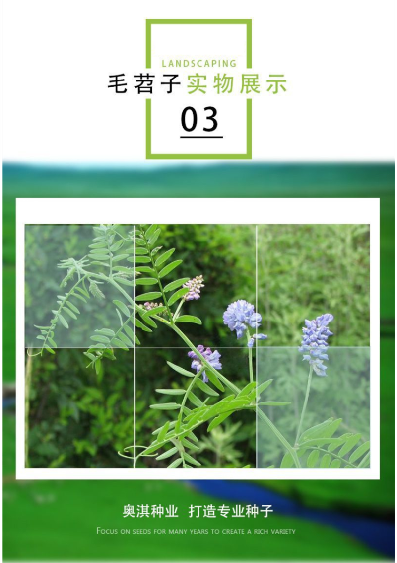 箭舌豌豆种子野豌豆，抑制杂草，改善土壤，给果园带来营养