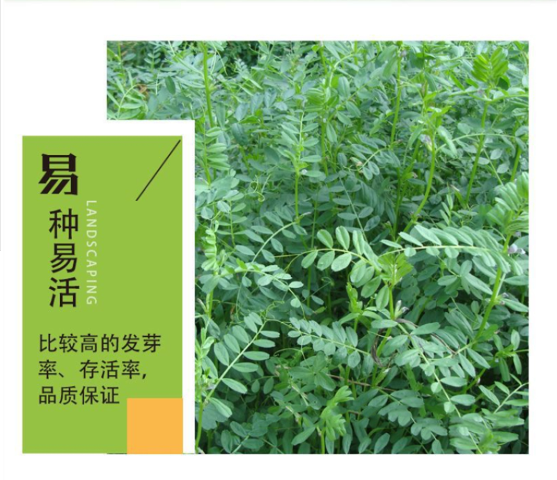 箭舌豌豆种子野豌豆，抑制杂草，改善土壤，给果园带来营养
