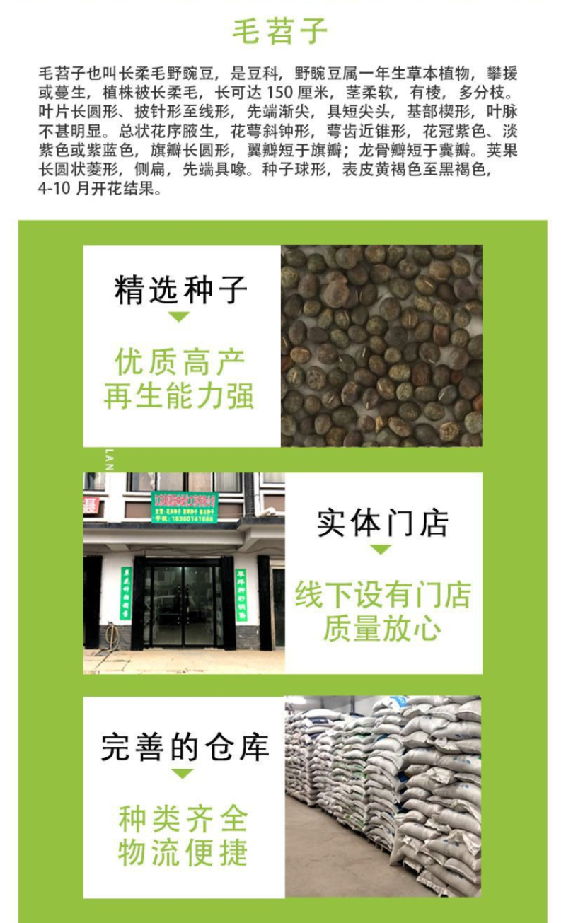 箭舌豌豆种子野豌豆，抑制杂草，改善土壤，给果园带来营养