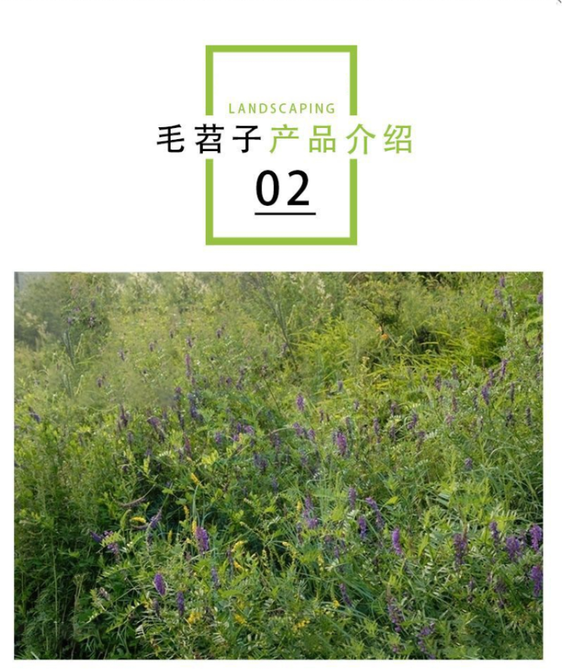 箭舌豌豆种子野豌豆，抑制杂草，改善土壤，给果园带来营养