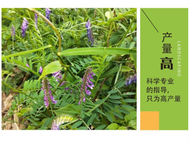箭舌豌豆种子野豌豆，抑制杂草，改善土壤，给果园带来营养