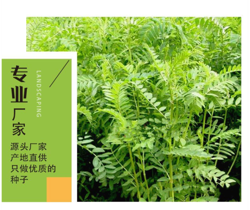 箭舌豌豆种子野豌豆，抑制杂草，改善土壤，给果园带来营养