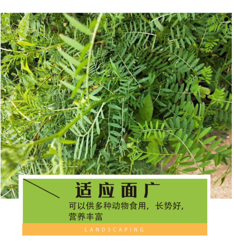 箭舌豌豆种子野豌豆，抑制杂草，改善土壤，给果园带来营养