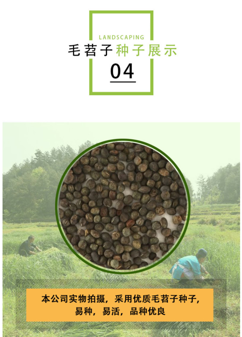 箭舌豌豆种子野豌豆，抑制杂草，改善土壤，给果园带来营养