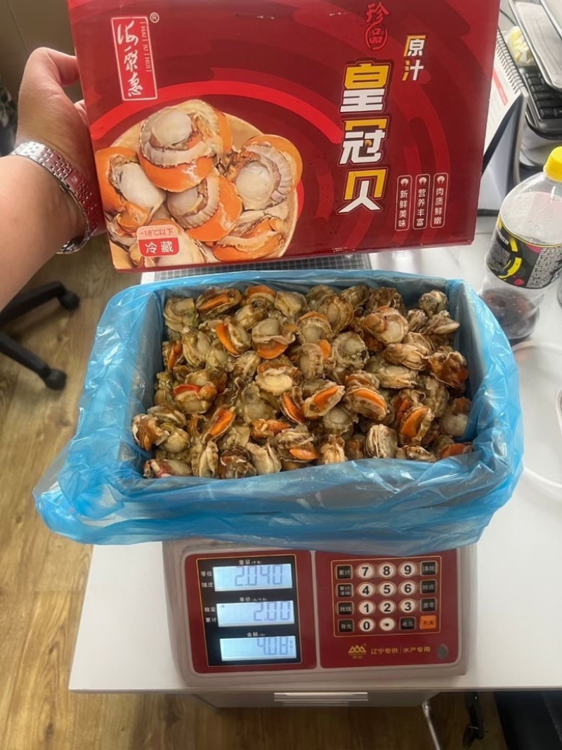 顺丰包邮4斤/箱31-40特级贻贝批发价包邮，可刺身