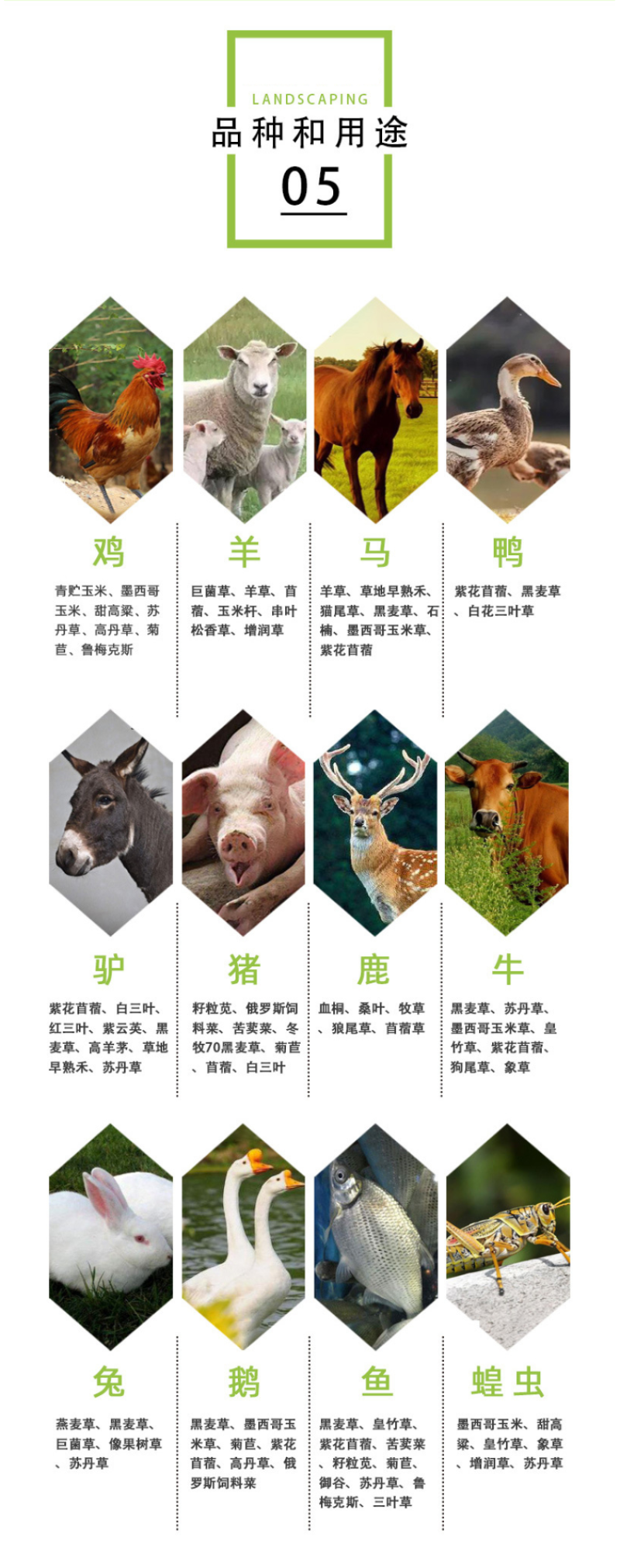 箭舌豌豆种子野豌豆，抑制杂草，改善土壤，给果园带来营养