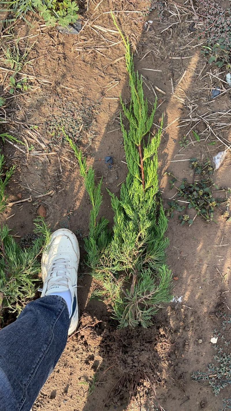 沭阳小龙柏可视频看货实地看货提供线上担保交易企业供货可开发票