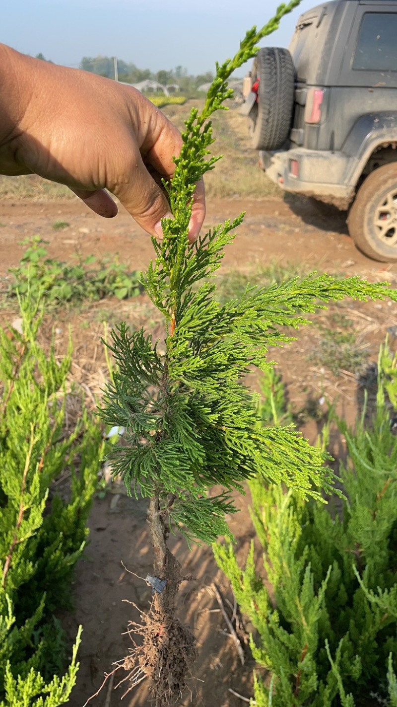 沭阳小龙柏可视频看货实地看货提供线上担保交易企业供货可开发票