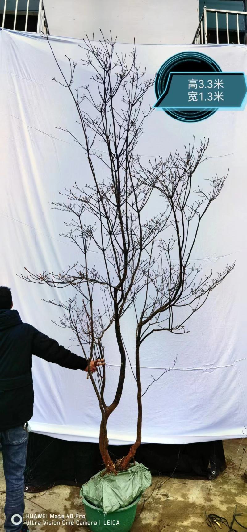 网红植物吊钟