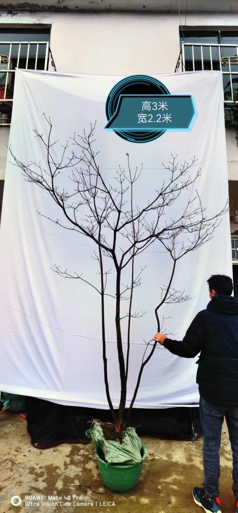 网红植物吊钟