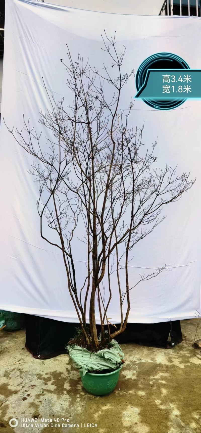 网红植物吊钟