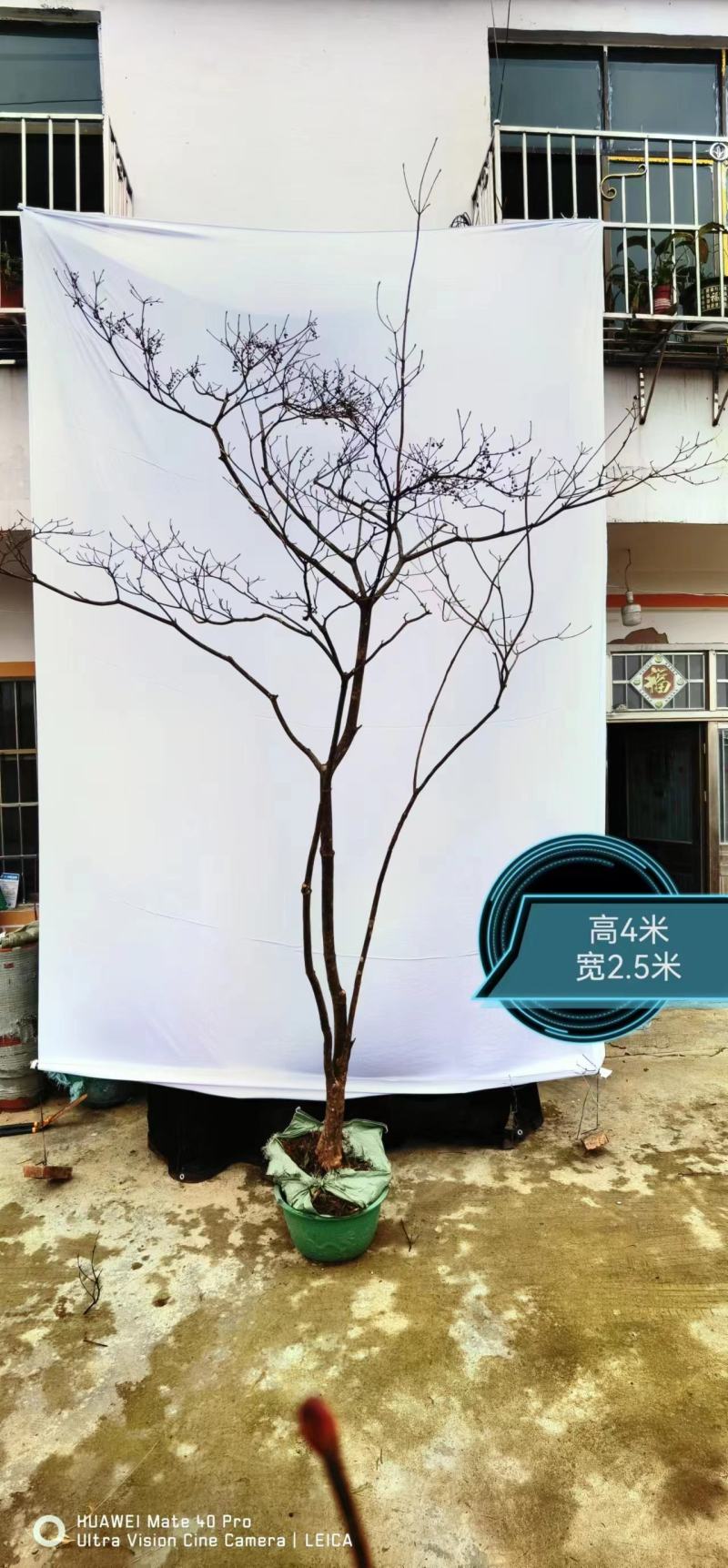 网红植物吊钟