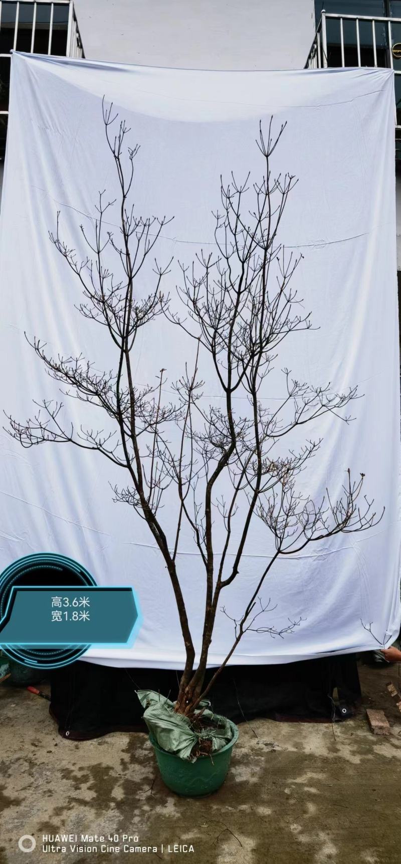 网红植物吊钟