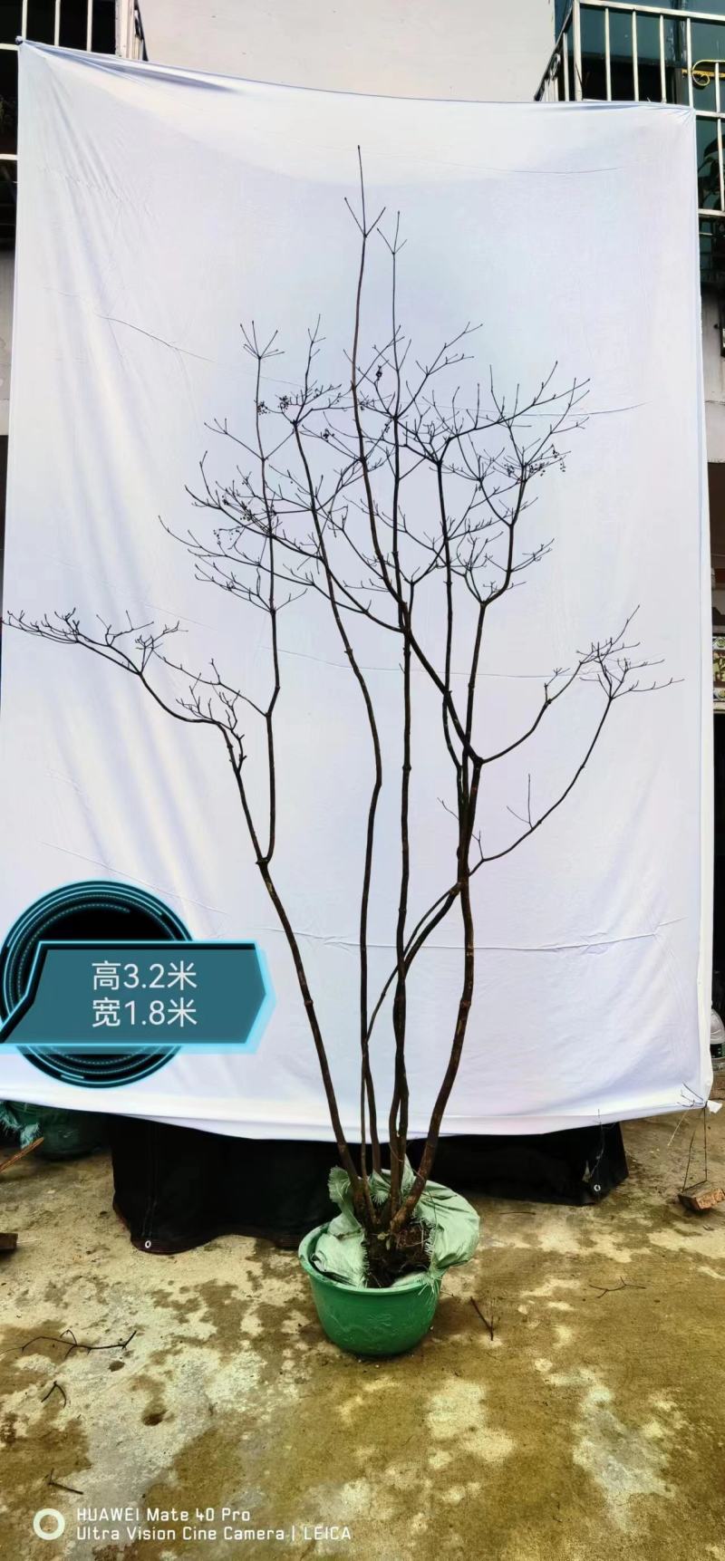 网红植物吊钟