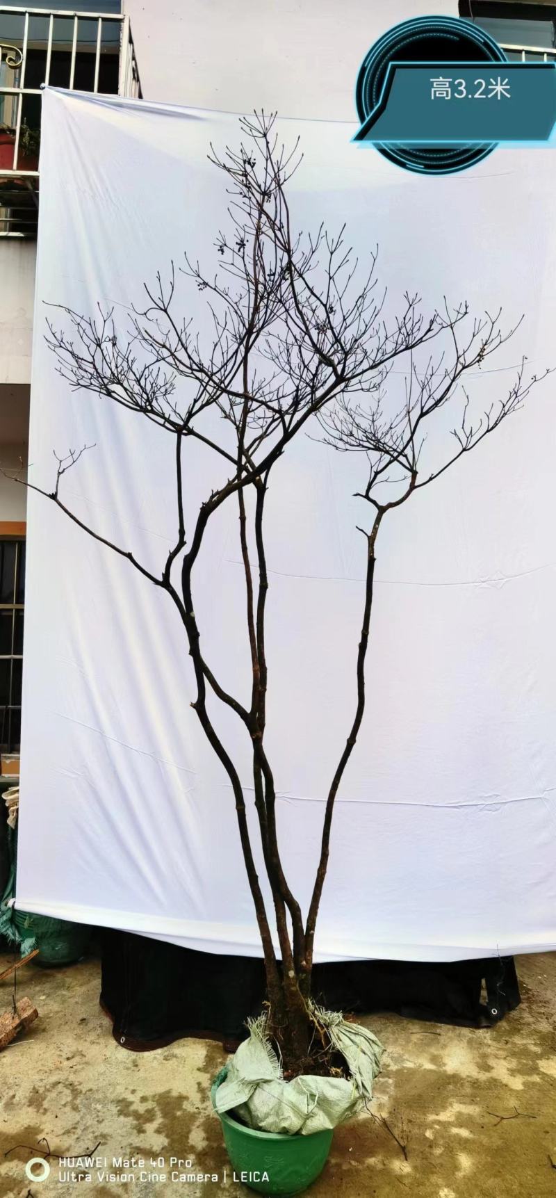 网红植物吊钟