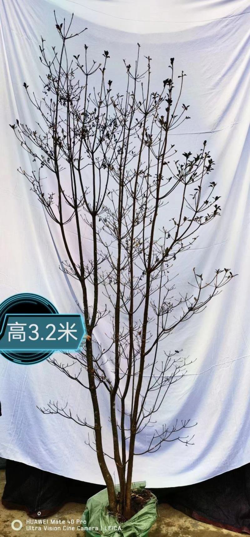 网红植物吊钟