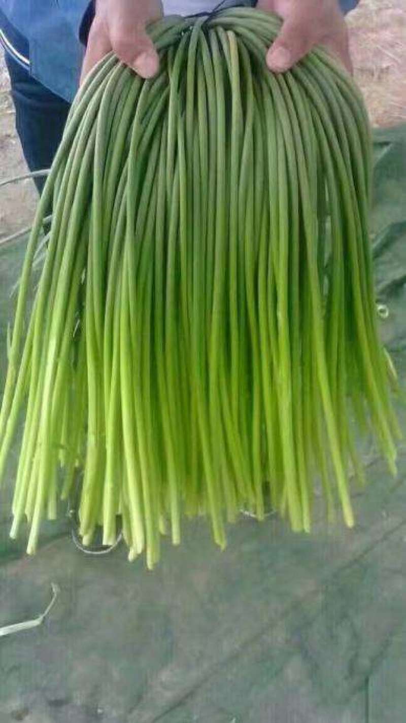 山东冷库蒜苔白帽红帽全蒜苔，货源充足