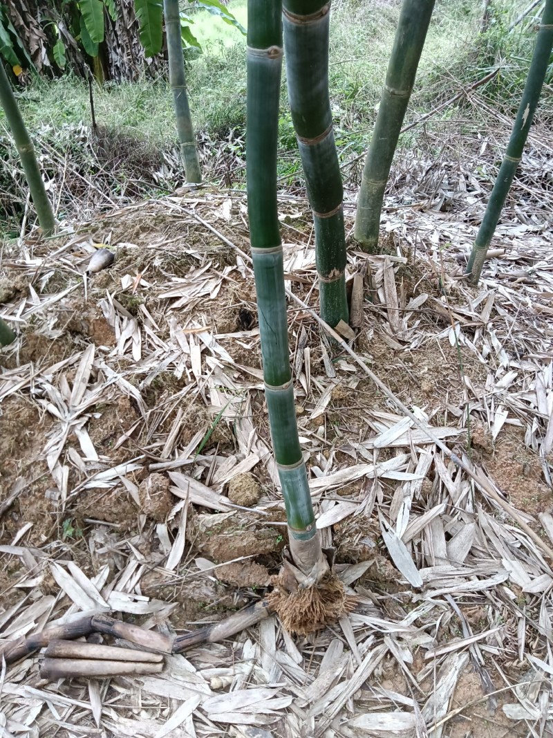 黄田马蹄笋苗和水果苗