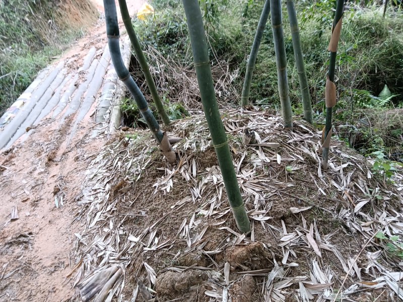 黄田马蹄笋苗和水果苗