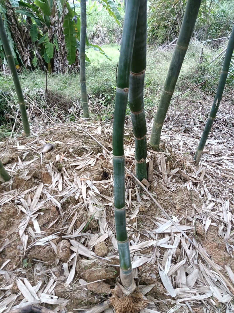 黄田马蹄笋苗和水果苗