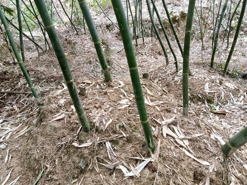 黄田马蹄笋苗和水果苗