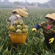 广东徐闻菠萝，大量一手货源，现摘现发，全国可发货