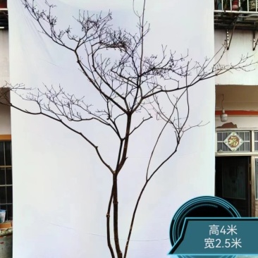 网红植物吊钟
