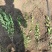 沭阳水蜡大小苗都有保湿发货带营养杯根部粗壮成活率高死苗补发