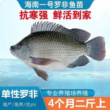 大品种脆肉罗非鱼苗单性特大种非洲鲫鱼福寿鱼淡水养殖草鱼包