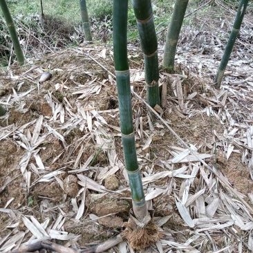 黄田马蹄笋苗和水果苗