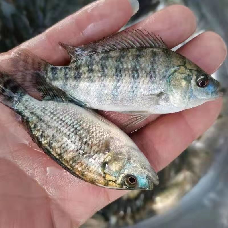 大品种脆肉罗非鱼苗单性特大种非洲鲫鱼福寿鱼淡水养殖草鱼包