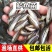 加州鲈鱼苗淡水大囗黑鲈优鲈一号路亚鲈鱼苗已经驯化饲料养殖