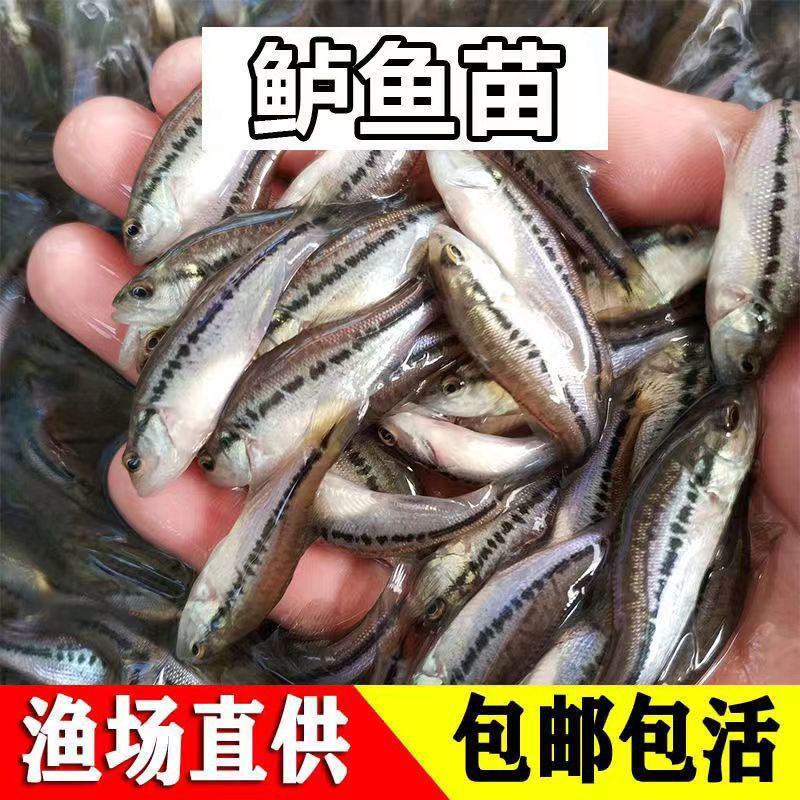 加州鲈鱼苗淡水大囗黑鲈优鲈一号路亚鲈鱼苗已经驯化饲料养殖