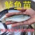加州鲈鱼苗淡水大囗黑鲈优鲈一号路亚鲈鱼苗已经驯化饲料养殖
