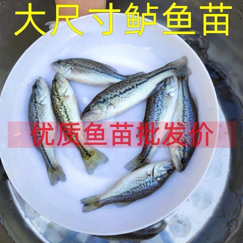 加州鲈鱼苗路亚苗大口黑鲈鱼苗冷水淡水养殖
