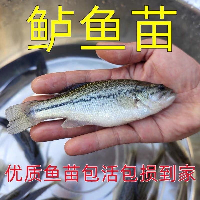 加州鲈鱼苗路亚苗大口黑鲈鱼苗冷水淡水养殖